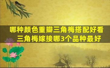 哪种颜色重瓣三角梅搭配好看 三角梅嫁接哪3个品种最好